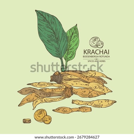 Background with krachai: krachai rootand leavers, chinese ginger. Boesenbergia rotunda. Vector hand drawn illustration.