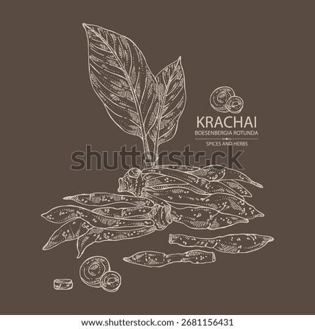 Background with krachai: krachai rootand leavers, chinese ginger. Boesenbergia rotunda. Vector hand drawn illustration.