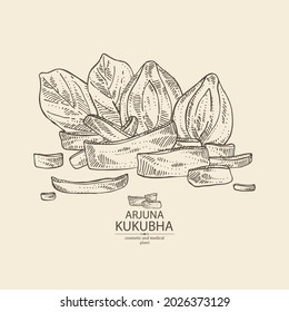 Background with kukubha: kukubha fruits,  arjuna plant and leaves. Terminalia arjuna. Cosmetic and medical plant. Vector hand drawn illustration