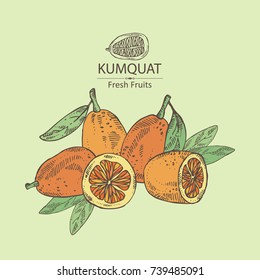 Background with kumquat: branch with kumquat. Vector hand drawn illustration.