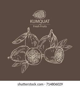 Background with kumquat: kumquat and slice of kumquat. Vector hand drawn illustration. 
