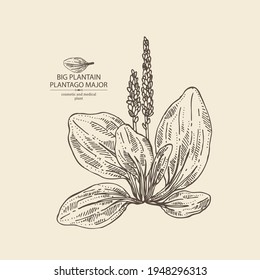 Background with large plantain: large plantain plant and leaves. Plantago major. Cosmetic and medical plant. Vector hand drawn illustration