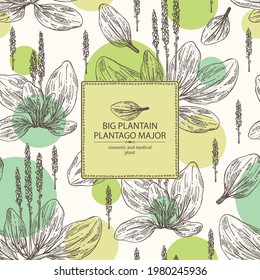 Background with large plantain: large plantain plant and leaves. Plantago major. Cosmetic and medical plant. Vector hand drawn illustration