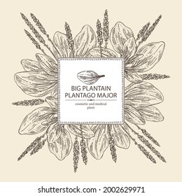 Background with large plantain: large plantain plant and leaves. Plantago major. Cosmetic and medical plant. Vector hand drawn illustration
