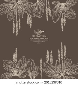 Background with large plantain: large plantain plant and leaves. Plantago major. Cosmetic and medical plant. Vector hand drawn illustration