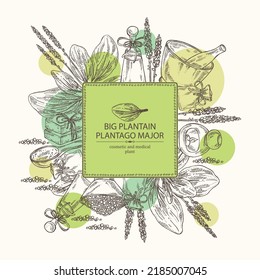 Background with large plantain: large plantain plant and leaves. Plantago major. Oil, soap and bath salt . Cosmetics and medical plant. Vector hand drawn illustration