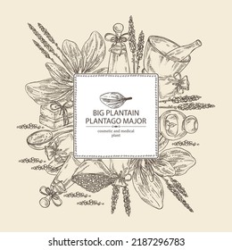 Background with large plantain: large plantain plant and leaves. Plantago major. Oil, soap and bath salt . Cosmetics and medical plant. Vector hand drawn illustration