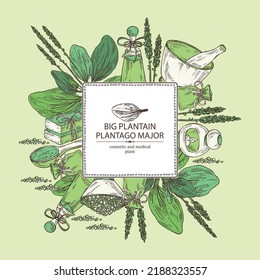 Background with large plantain: large plantain plant and leaves. Plantago major. Oil, soap and bath salt . Cosmetics and medical plant. Vector hand drawn illustration