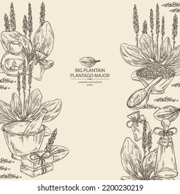 Background with large plantain: large plantain plant and leaves. Plantago major. Oil, soap and bath salt . Cosmetics and medical plant. Vector hand drawn illustration