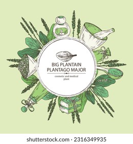 Background with large plantain: large plantain plant and leaves. Plantago major. Oil, soap and bath salt . Cosmetics and medical plant. Vector hand drawn illustration