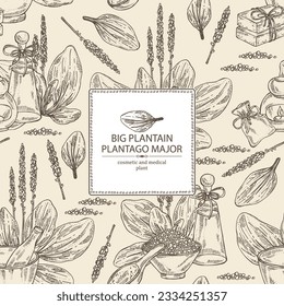 Background with large plantain: large plantain plant and leaves. Plantago major. Oil, soap and bath salt . Cosmetics and medical plant. Vector hand drawn illustration