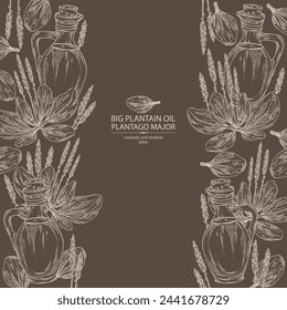 Background with large plantain: large plantain plant, leaves and bottle of large plantain oil. Plantago major Vector hand drawn illustration