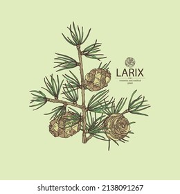 Fondo con larix: árbol de larvas, rama de larix y cono de larca. Cosméticos y plantas médicas. Ilustración dibujada a mano por vectores.