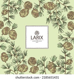 Fondo con larix: árbol de larvas, rama de larix y cono de larca. Cosméticos y plantas médicas. Ilustración dibujada a mano por vectores.