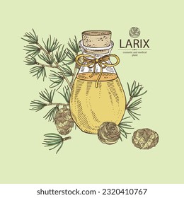 Background with larix: larch tree, branch, larch cone and bottle of larix essential oil. Cosmetic, perfumery and medical plant