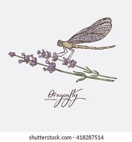 Background with lavender and dragonfly. hand drawn