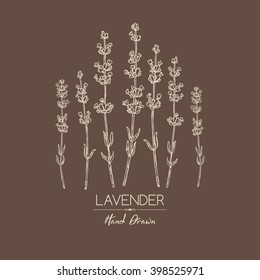 Background with lavender. hand drawn