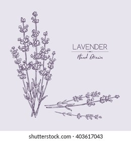 Background with lavender. hand drawn