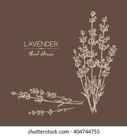 Background with lavender. hand drawn