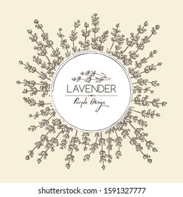 Background with lavender: twig, lavender flowers and leaves. Perfumery, cosmetics and medical plant. Vector hand drawn illustration