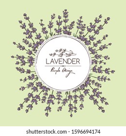 Background with lavender: twig, lavender flowers and leaves. Perfumery, cosmetics and medical plant. Vector hand drawn illustration