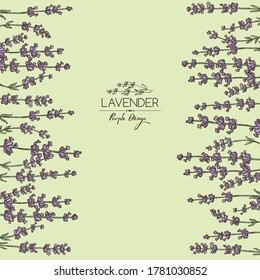 Background with lavender: twig, lavender flowers and leaves. Perfumery, cosmetics and medical plant. Vector hand drawn illustration