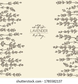 Background with lavender: twig, lavender flowers and leaves. Perfumery, cosmetics and medical plant. Vector hand drawn illustration