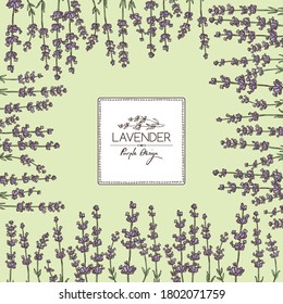 Background with lavender: twig, lavender flowers and leaves. Perfumery, cosmetics and medical plant. Vector hand drawn illustration