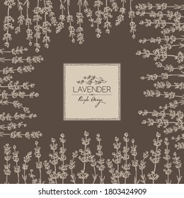 Background with lavender: twig, lavender flowers and leaves. Perfumery, cosmetics and medical plant. Vector hand drawn illustration