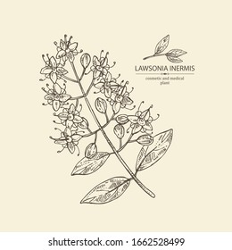 Background lawsonia inermis: plant and leaves of lawsonia. Cosmetic and medical plant. Vector hand drawn illustration.