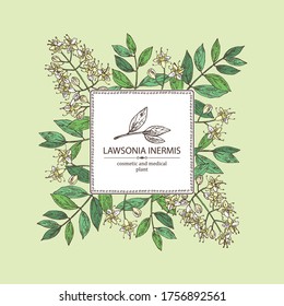 Background with lawsonia inermis: plant and leaves of lawsonia. Cosmetic and medical plant. Vector hand drawn illustration.