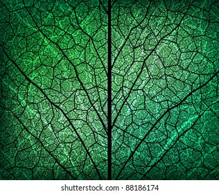 background with leaf skeleton fragment. Eps10 vector