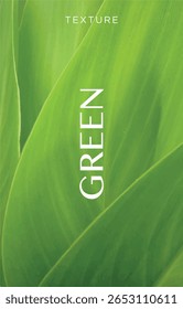 Plano de fundo com textura de folha em detalhes. Design, Arte, Botânica, verde, natural, fundo, isolado, vetor.
