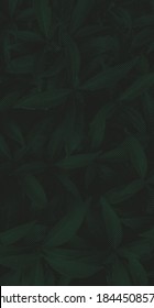 fondo con hojas y plantas hechas de líneas onduladas