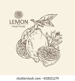 Background with lemon . hand drawn