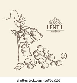 Background with lentil. hand drawn.