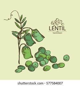 Background with lentil. hand drawn