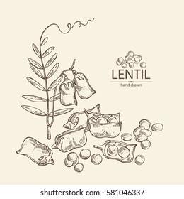 Background with lentil. hand drawn.