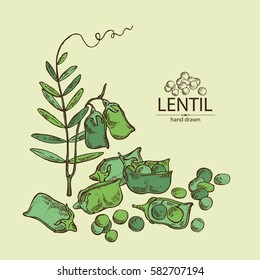 Background with lentil. hand drawn.