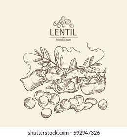 Background with lentil. hand drawn.