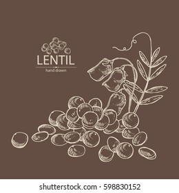 Background with lentil. hand drawn