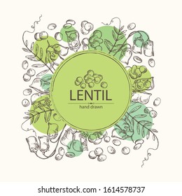 Background with lentil: leaf, plant, pod and seed of lentil. Vector hand drawn illustration