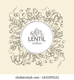 Background with lentil: leaf, plant, pod and seed of lentil. Vector hand drawn illustration