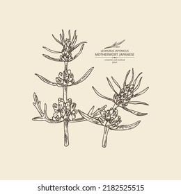 Background with leonurus japonicus: motherwort Japanese plant, leaves and leonurus japonicus flowers. Motherwort Japanese. Cosmetic, perfumery and medical plant. Vector hand drawn illustration