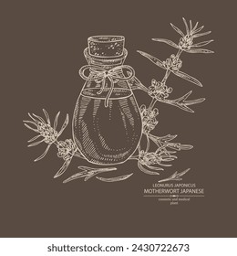 Background with leonurus japonicus: motherwort Japanese plant, leaves and leonurus japonicus flowers and bottle of motherwort essential oil. Motherwort Japanese. Hand drawn