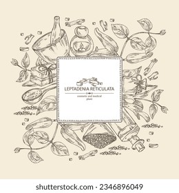 Background with  leptadenia reticulata: plant, fruits and leptadenia reticulata roots. Oil, soap and bath salt . Cosmetics and medical plant. Vector hand drawn illustration