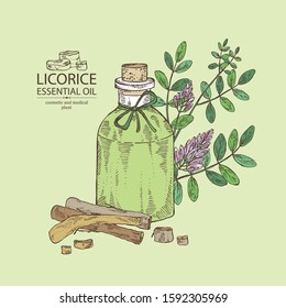 Background with licorice plant, flowers, root and bottle of licorice essential oil. Cosmetic, perfumery and medical plant. Vector hand drawn illustration.