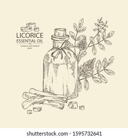 Background with licorice plant, flowers, root and bottle of licorice essential oil. Cosmetic, perfumery and medical plant. Vector hand drawn illustration.