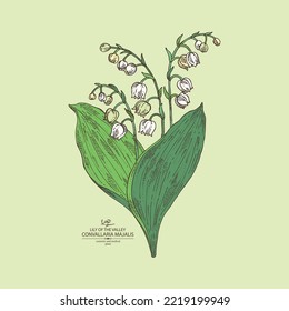 Background with lily of the valley: convallaria plant, leaves and lily of the valley flowers. Convallaria majalis. Cosmetic, perfumery and medical plant. Vector hand drawn illustration