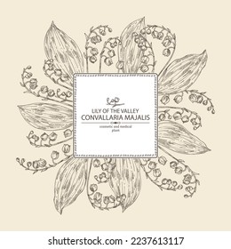 Background with lily of the valley: convallaria plant, leaves and lily of the valley flowers. Convallaria majalis. Cosmetic, perfumery and medical plant. Vector hand drawn illustration